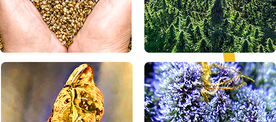 Cloud CO Seed-to-Shelf Process Cloud CO Seed-to-Shelf Process