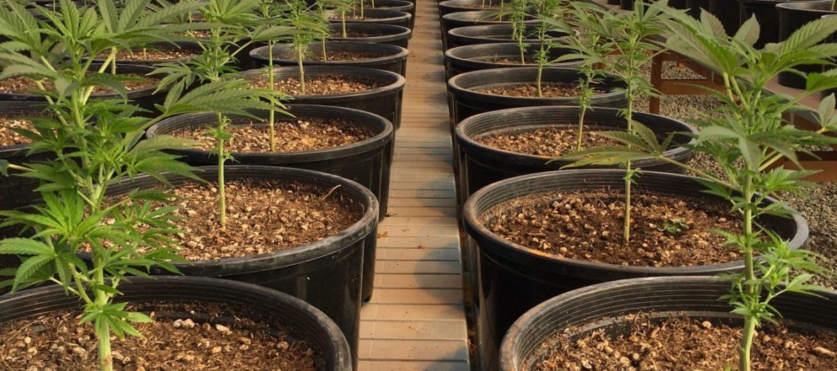 Flowering Cloud Co Farms Update Flowering Cloud Co Farms Update