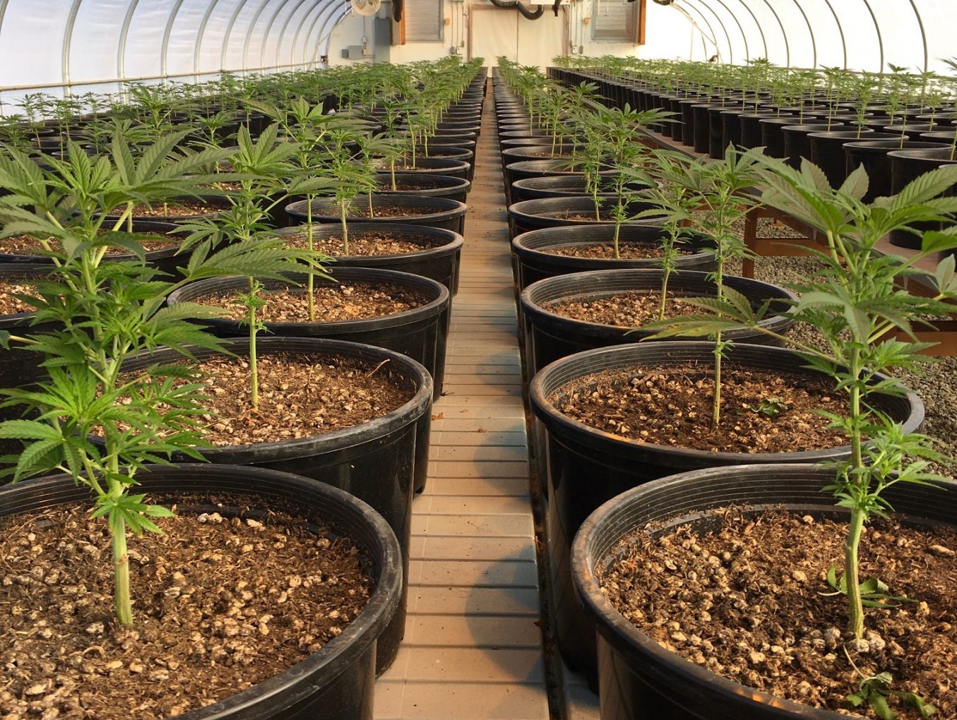 Flowering Cloud Co Farms Update Flowering Cloud Co Farms Update