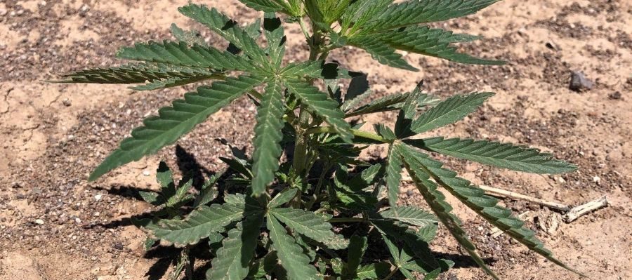 Plants 2022 2