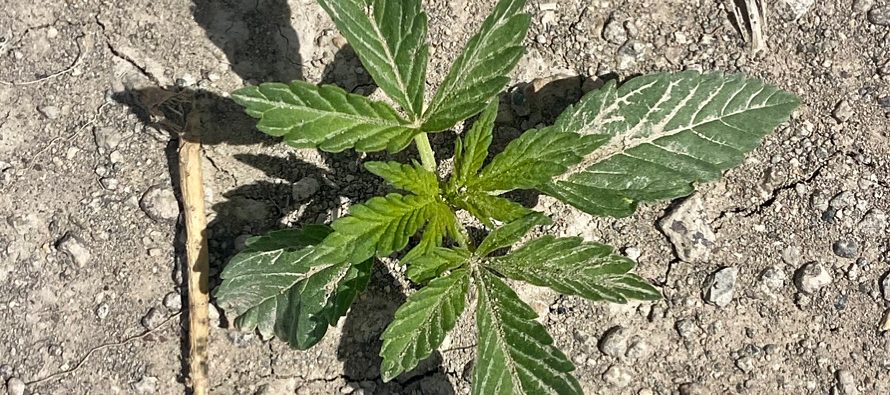 Seedling 2